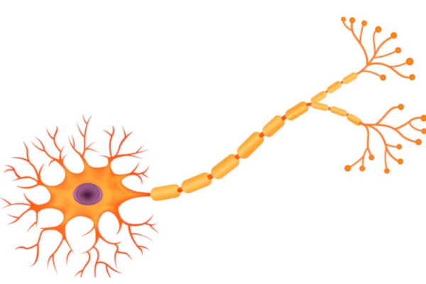 Best Multiple Sclerosis Treatment in Thane for Long-Term Care